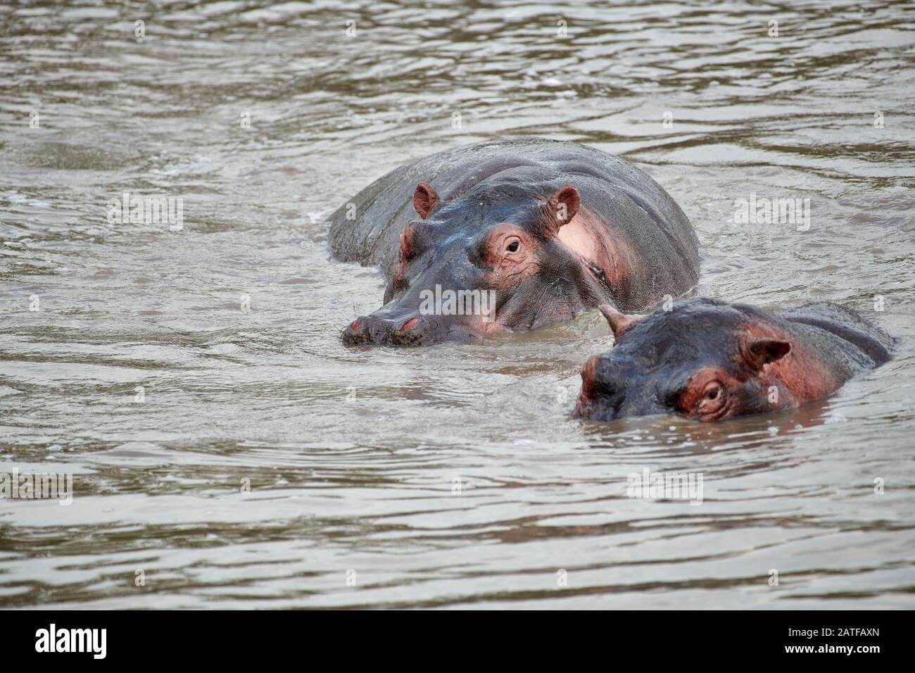 Ippopotami (Hippopotamus anfibio) nella famosa Hippo-Pool del Parco Nazionale Serengeti, sito patrimonio dell'umanità dell'UNESCO, Tanzania, Africa Foto Stock