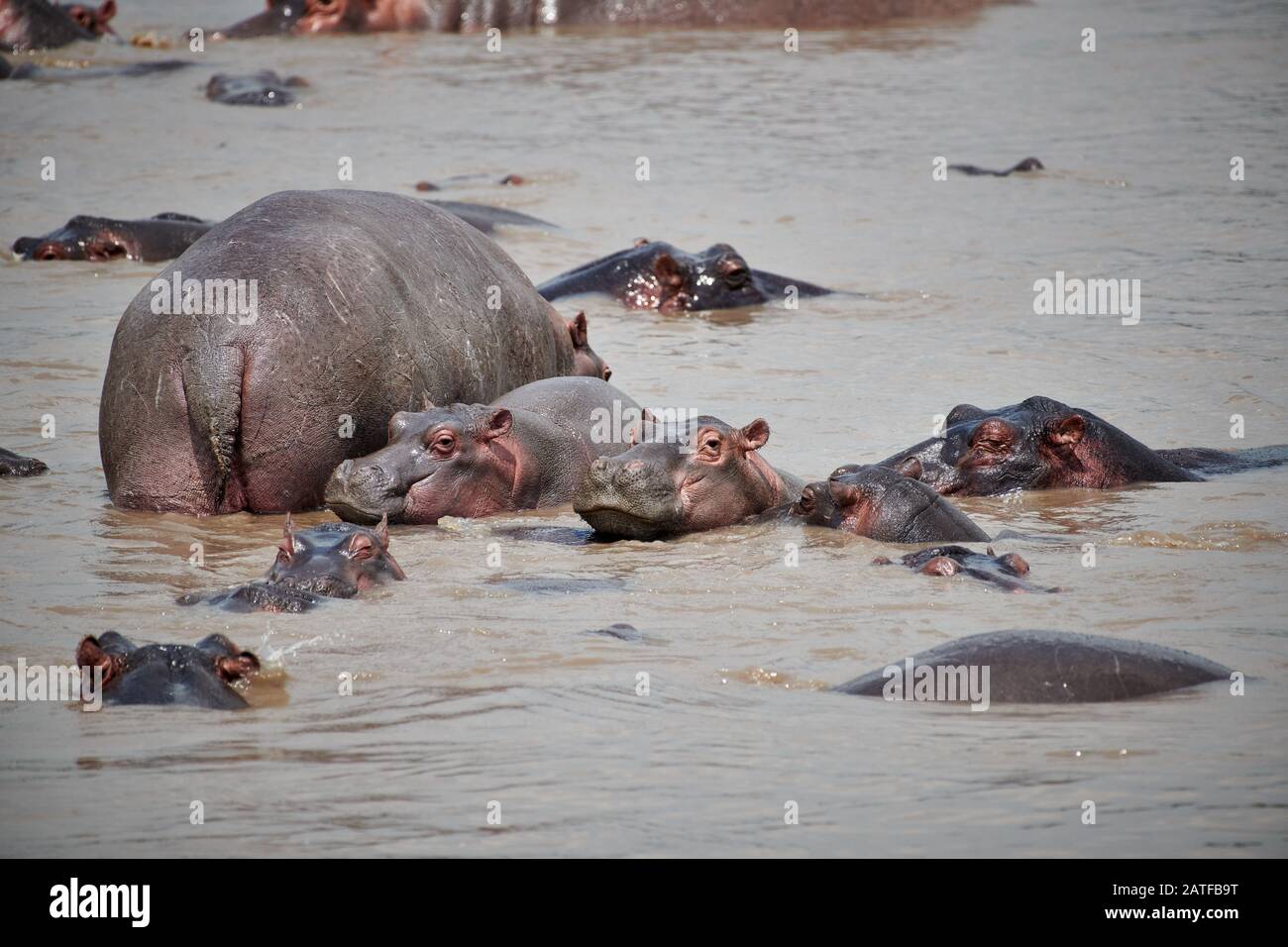 Ippopotami (Hippopotamus anfibio) nella famosa Hippo-Pool del Parco Nazionale Serengeti, sito patrimonio dell'umanità dell'UNESCO, Tanzania, Africa Foto Stock
