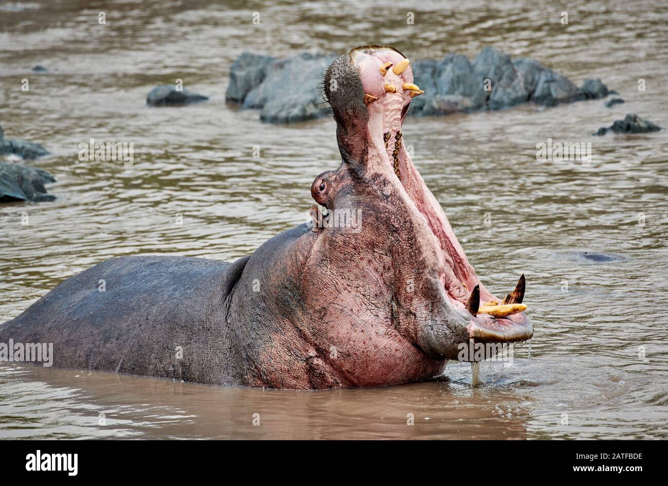 Ippopotamo nascente con denti enormi (Hippopotamus anfibio) nella famosa Hippo-Pool del Serengeti National Park, sito patrimonio dell'umanità dell'UNESCO, Tanzania, Africa Foto Stock