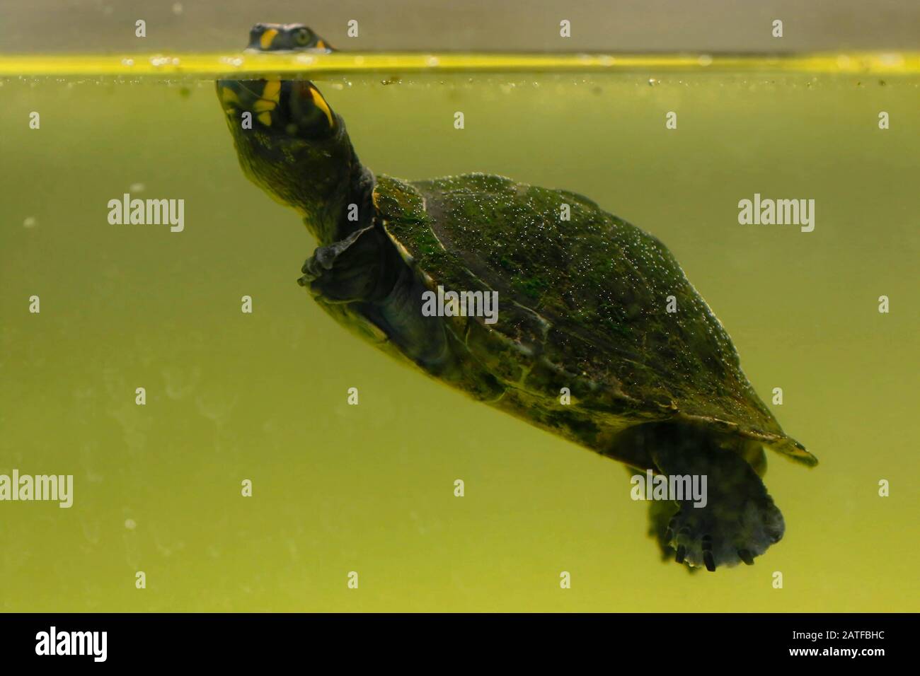 Tartaruga del fiume sudamericano (Podocnemis expansa), un esemplare bello di una tartaruga di charapa nuotando all'interno di un stagno prigioniero. Lima Perù Foto Stock