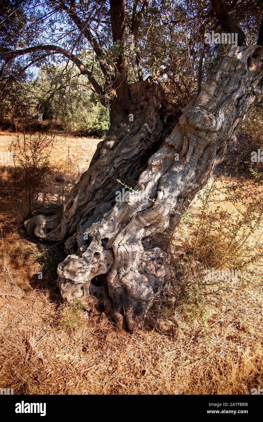 Tronco di un olivo nel campo dell'olivo. Foto Stock