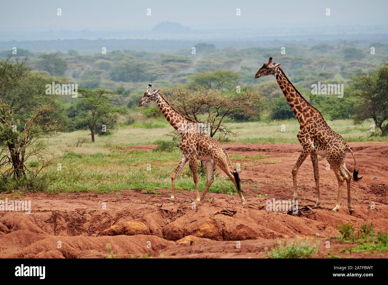 Massai giraffes 'Giraffa camelopardalis tippelskirchi' in Serengeti, Parco Nazionale Serengeti, Patrimonio dell'Umanità dell'UNESCO, Tanzania, Africa Foto Stock