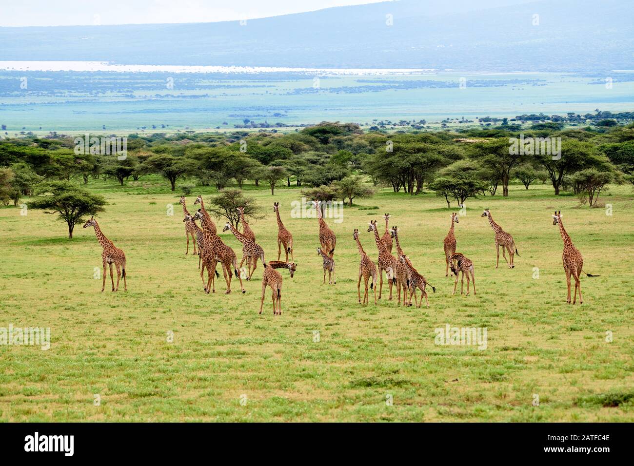 Massai giraffes 'Giraffa camelopardalis tippelskirchi' in Serengeti, Ngorongoro conservazione Area, Patrimonio dell'Umanità dell'UNESCO, Tanzania, Africa Foto Stock