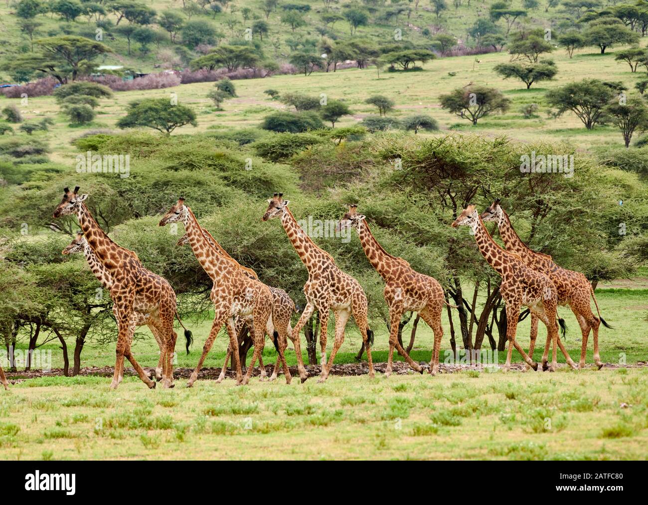 Massai giraffes 'Giraffa camelopardalis tippelskirchi' in Serengeti, Ngorongoro conservazione Area, Patrimonio dell'Umanità dell'UNESCO, Tanzania, Africa Foto Stock