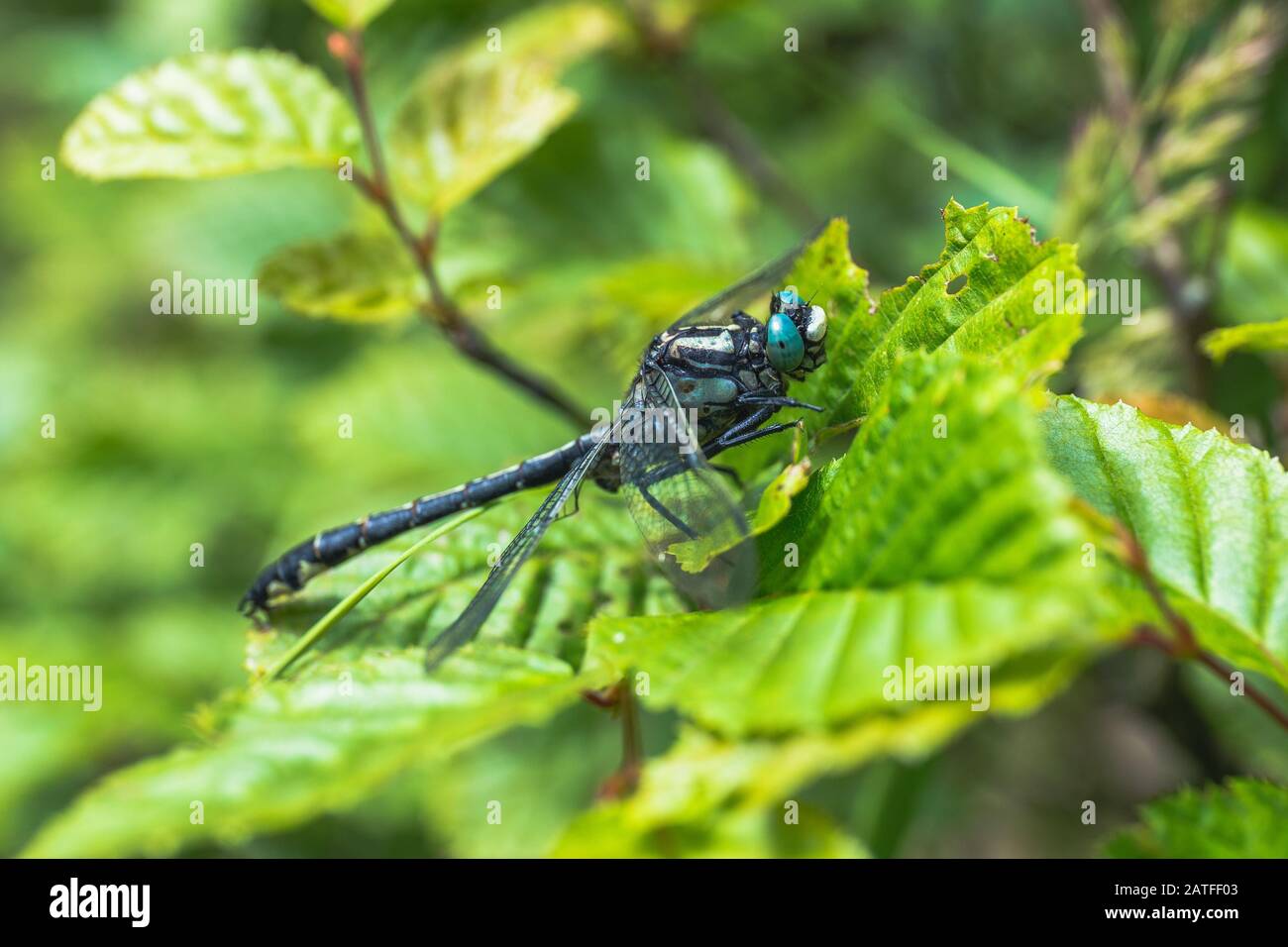 Dragonfly seduto su una foglia in giornata di sole - Aeshna cyanea Foto Stock