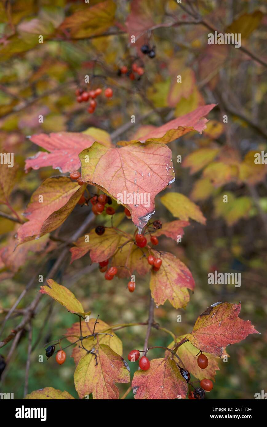 Fogliame colorato e frutti rossi dello arbusto di Viburnum Foto Stock