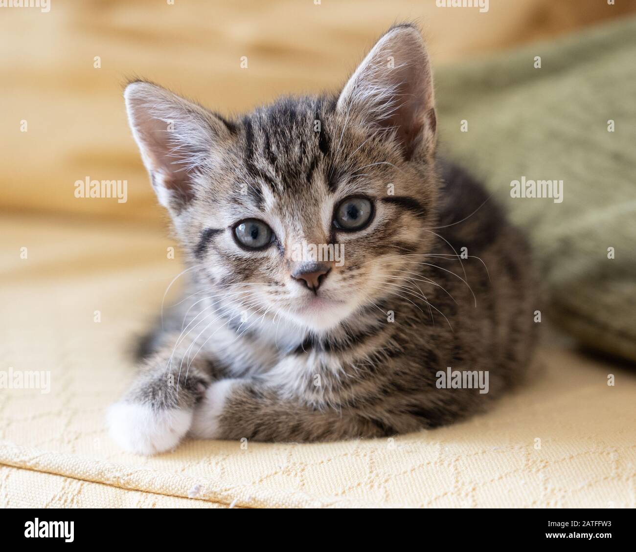 Molto carino tabby gattino che riposa e che guarda alla macchina fotografica Foto Stock