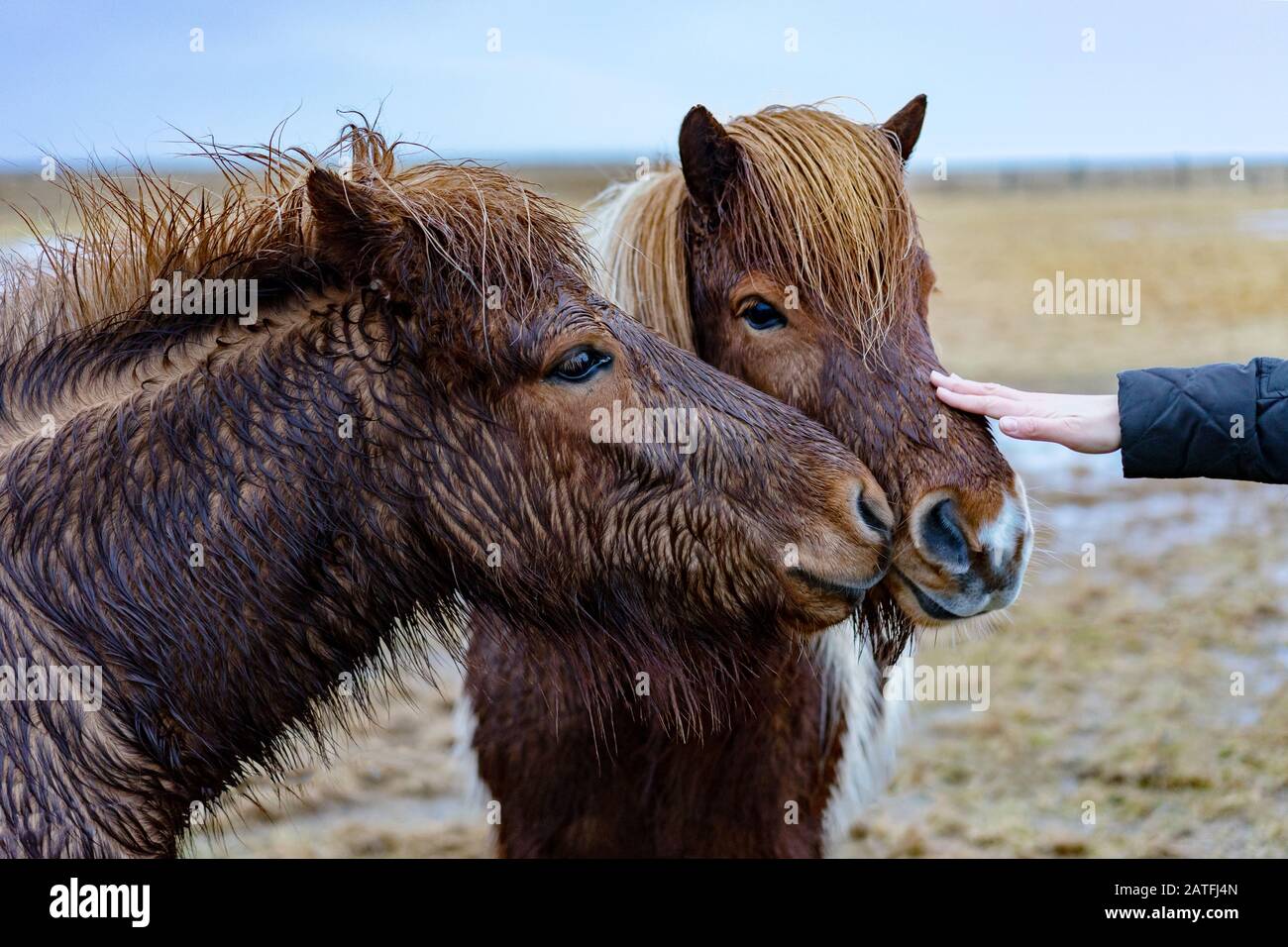 Il turista è intorno ai cavalli islandesi nella natura in Islanda Foto Stock