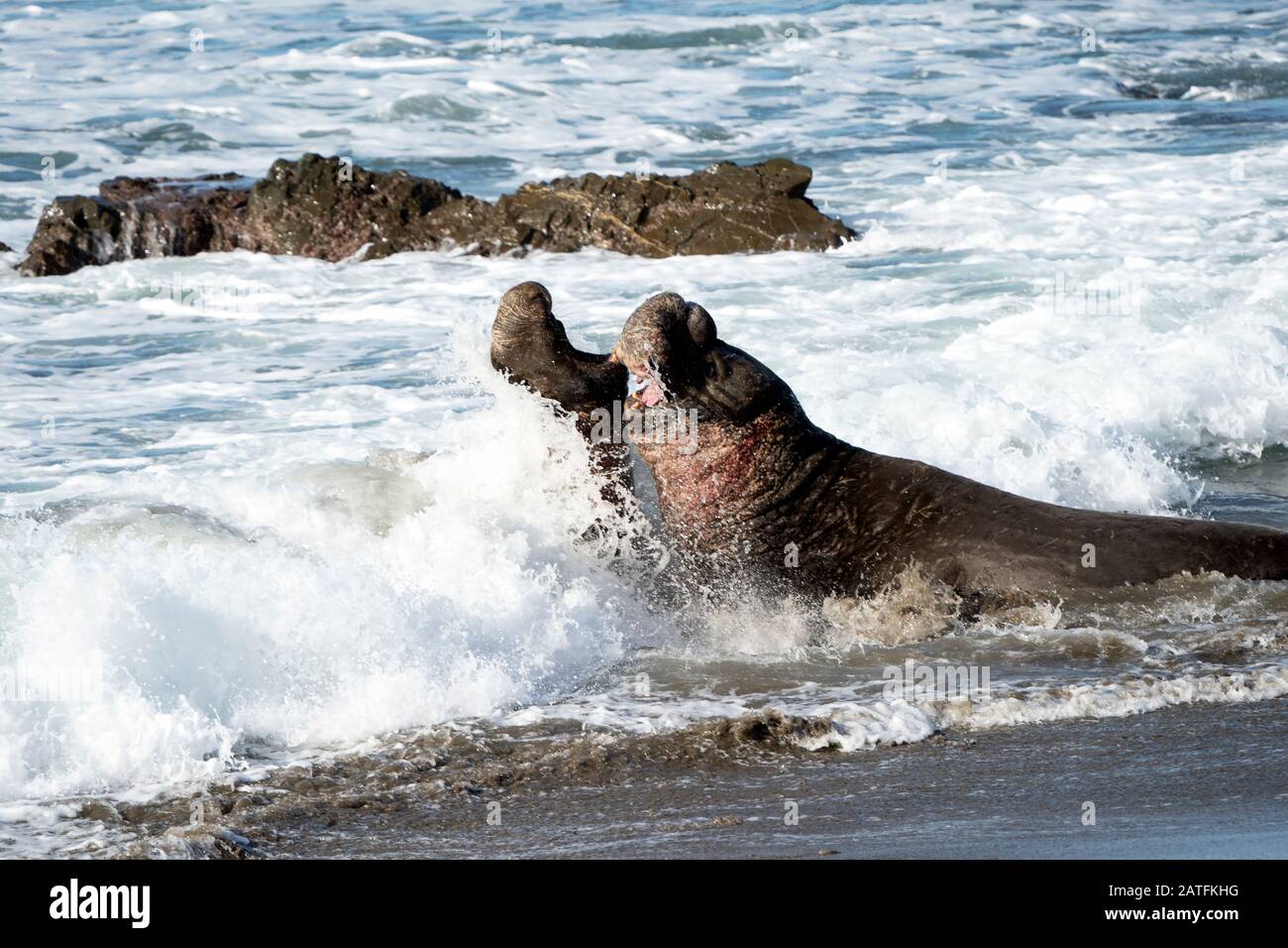 vecchio elefante foca toro lotta nell'oceano Foto Stock