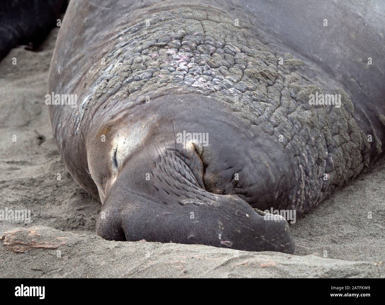 Old Elephant Seal Bull Dormire Sulla Spiaggia Foto Stock