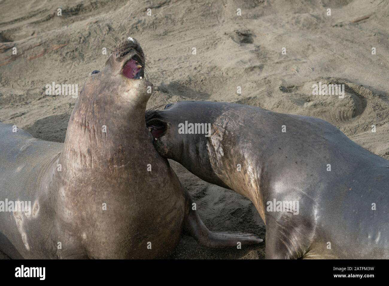 Giovani Tori Del Mare Degli Elefanti Fighting Foto Stock