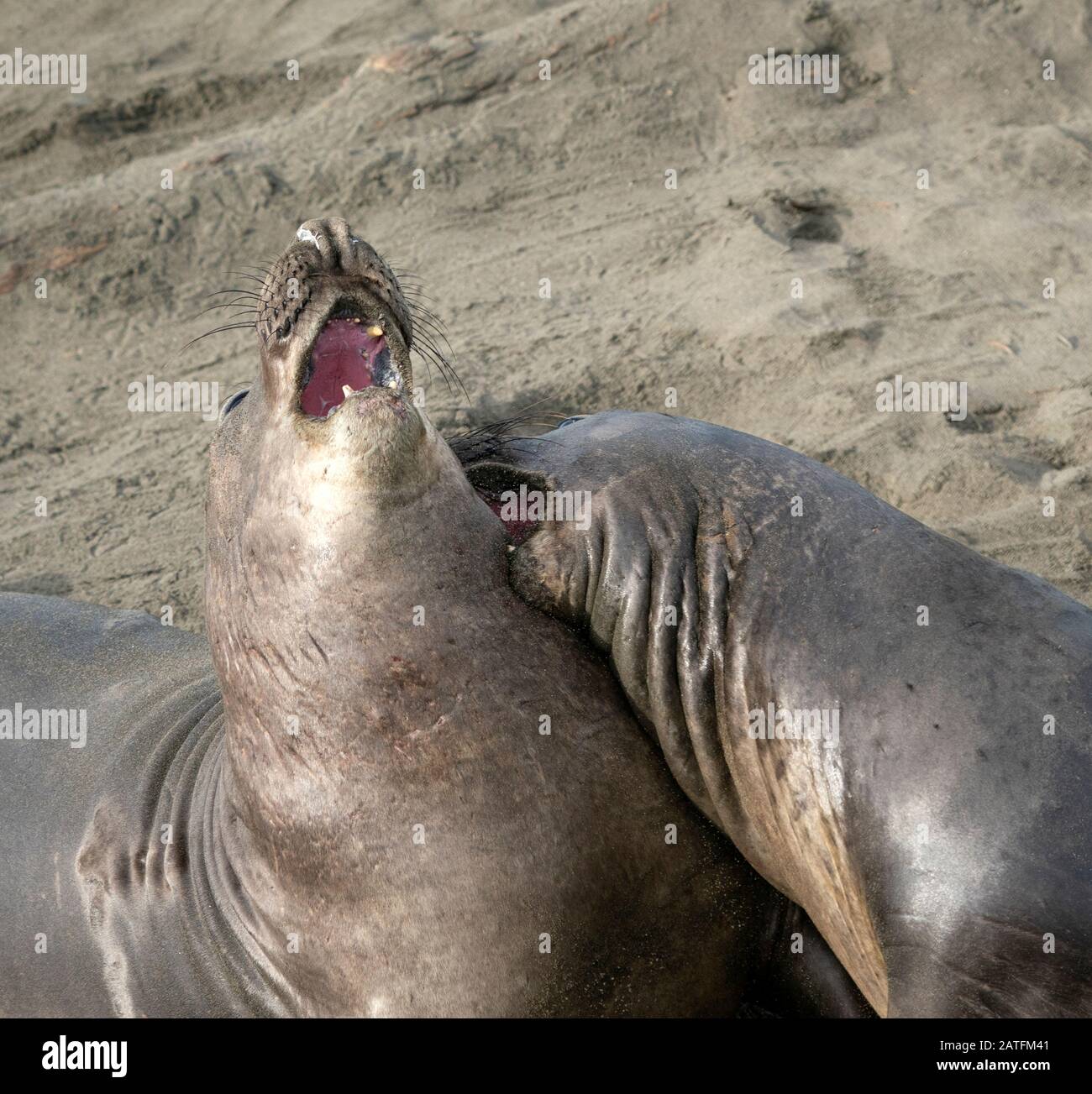 Giovani Tori Del Mare Degli Elefanti Fighting Foto Stock