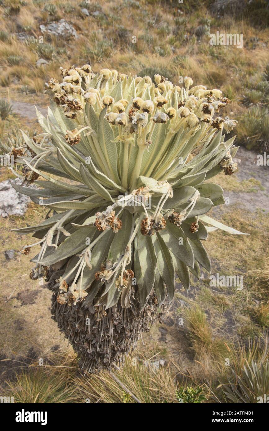 Primo piano della pianta unica di Frailejon (Espeletia) che cresce sulla Páramo de Oceta, Monguí, Boyaca, Colombia Foto Stock