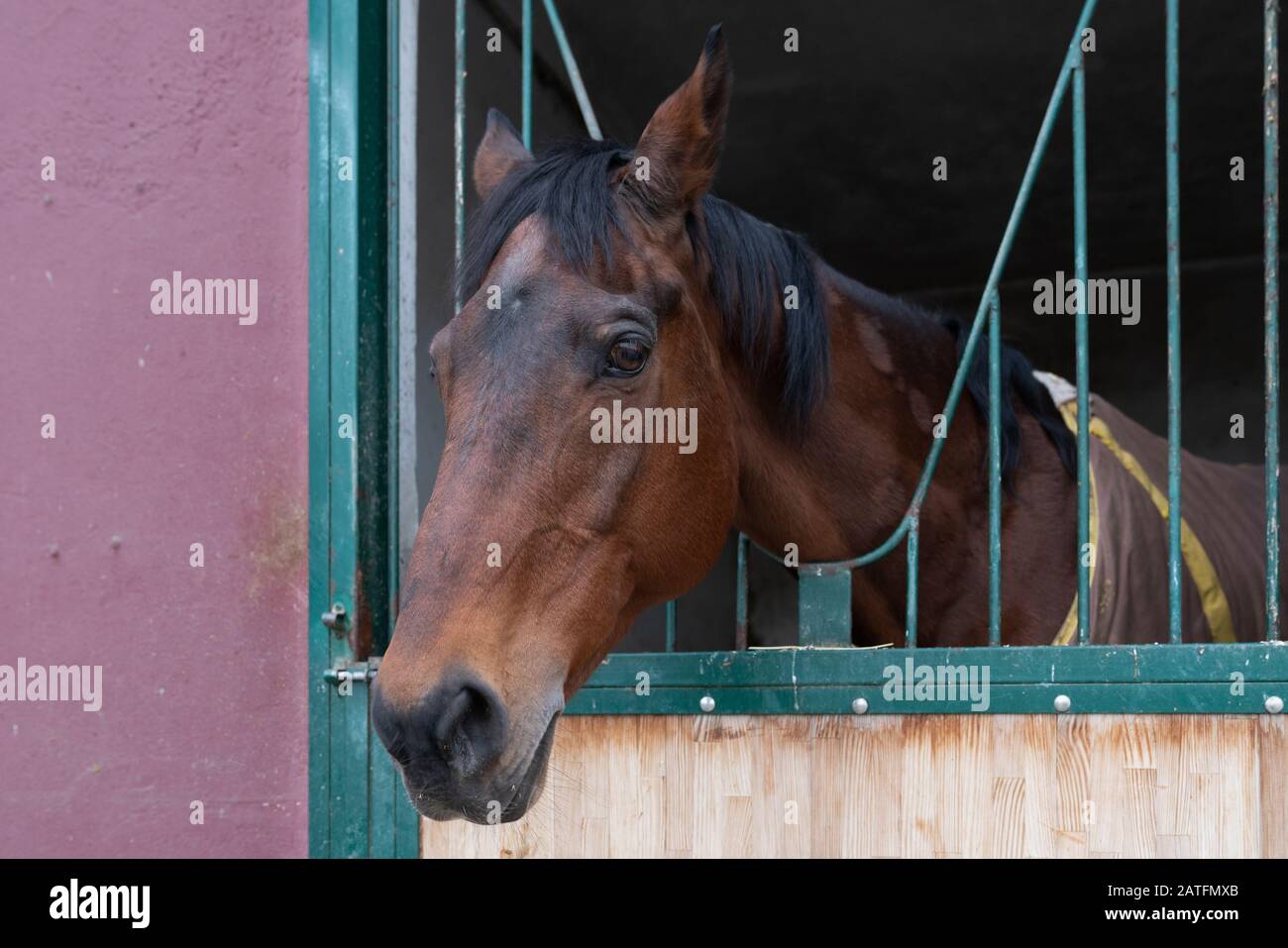 Cavallo marrone affiora la sua testa fuori di uno stallo in stabile Foto Stock
