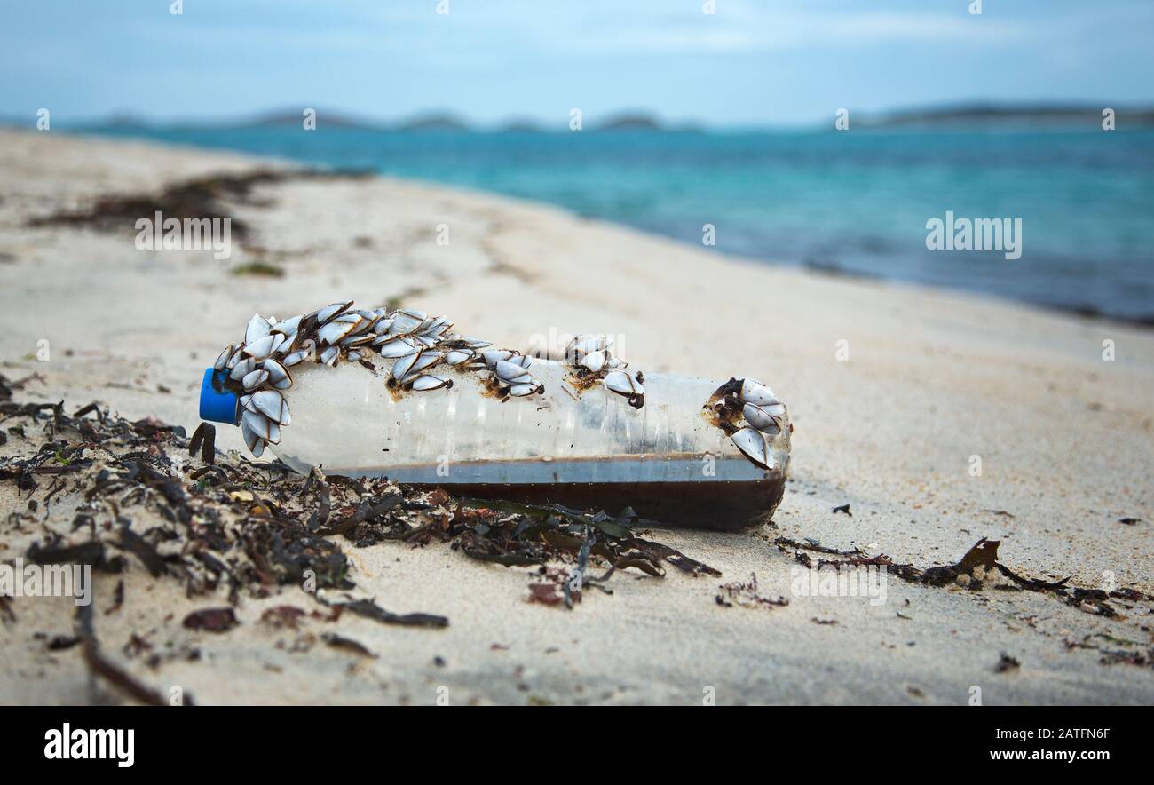 i pinnacoli a collo d'oca si abboccano a un giro attraverso l'oceano su plastica Foto Stock