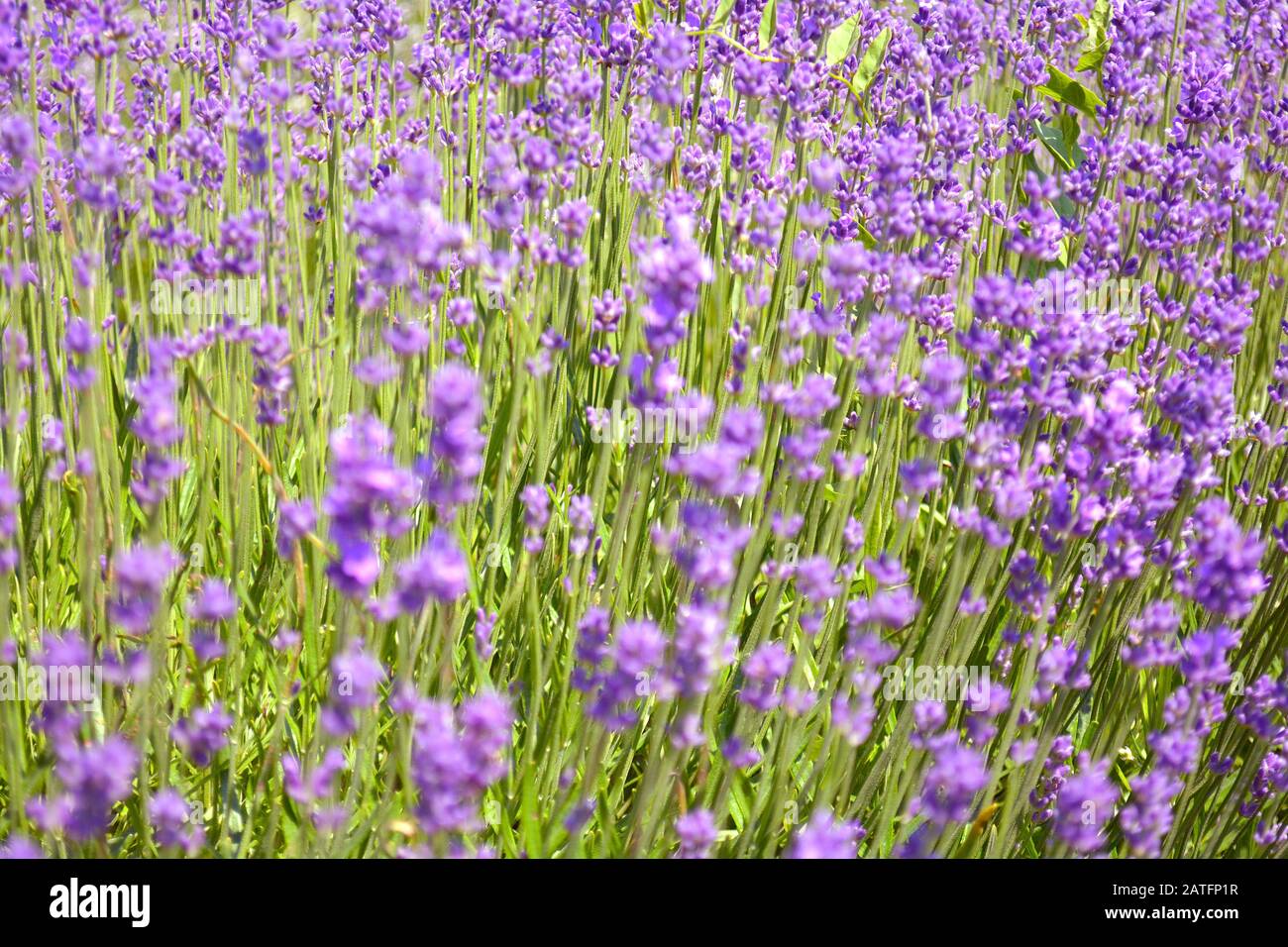 I cespugli di lavanda si chiudono al tramonto. Cespugli di fiori di lavanda fioriscono. Viola campo fiori sfondo. Ontario, Canada, Prince Edward Country. Foto Stock