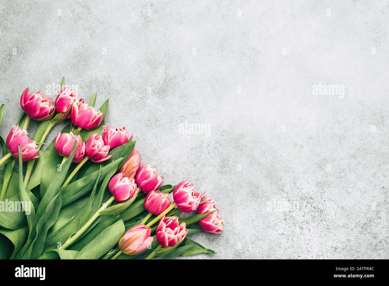 Tulipani Rosa Su Sfondo Grigio. Copia Spazio Per Testo. Giornata delle donne, sfondo della festa della mamma Foto Stock
