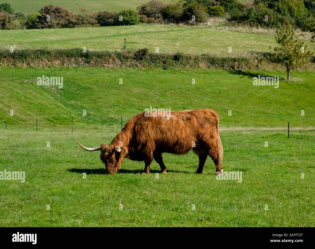 I Bovini delle Highland fanno parte del bestiame presso i Lost Gardens di Heligan in Cornovaglia Foto Stock