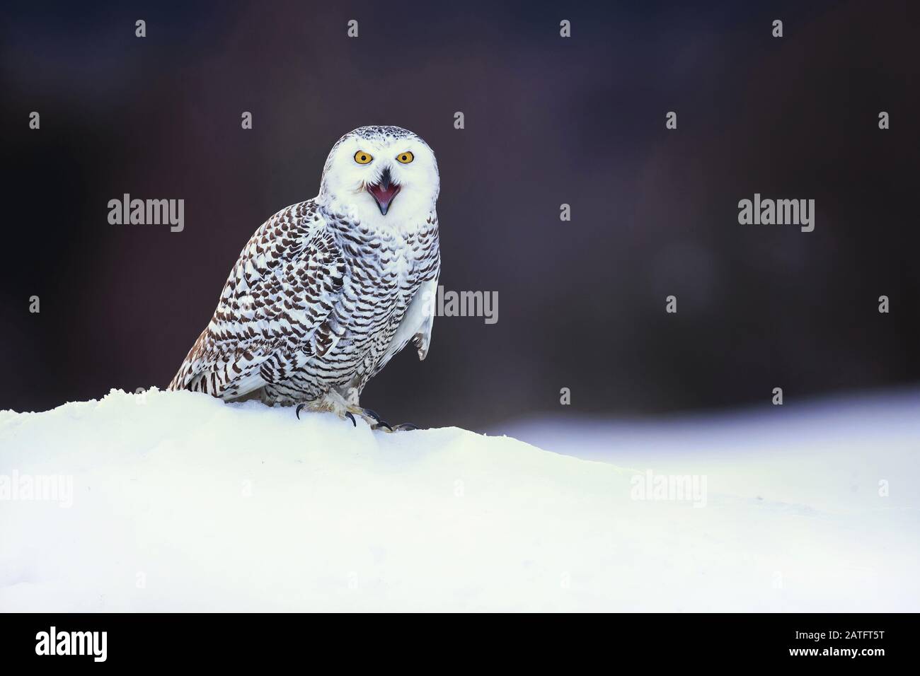 Il gufo nevoso (Bubo scandiacus) è un grande gufo bianco della vera famiglia gufo. Gli uccelli nevosi sono nativi delle regioni artiche del Nord America e dell'Eurasia. Foto Stock