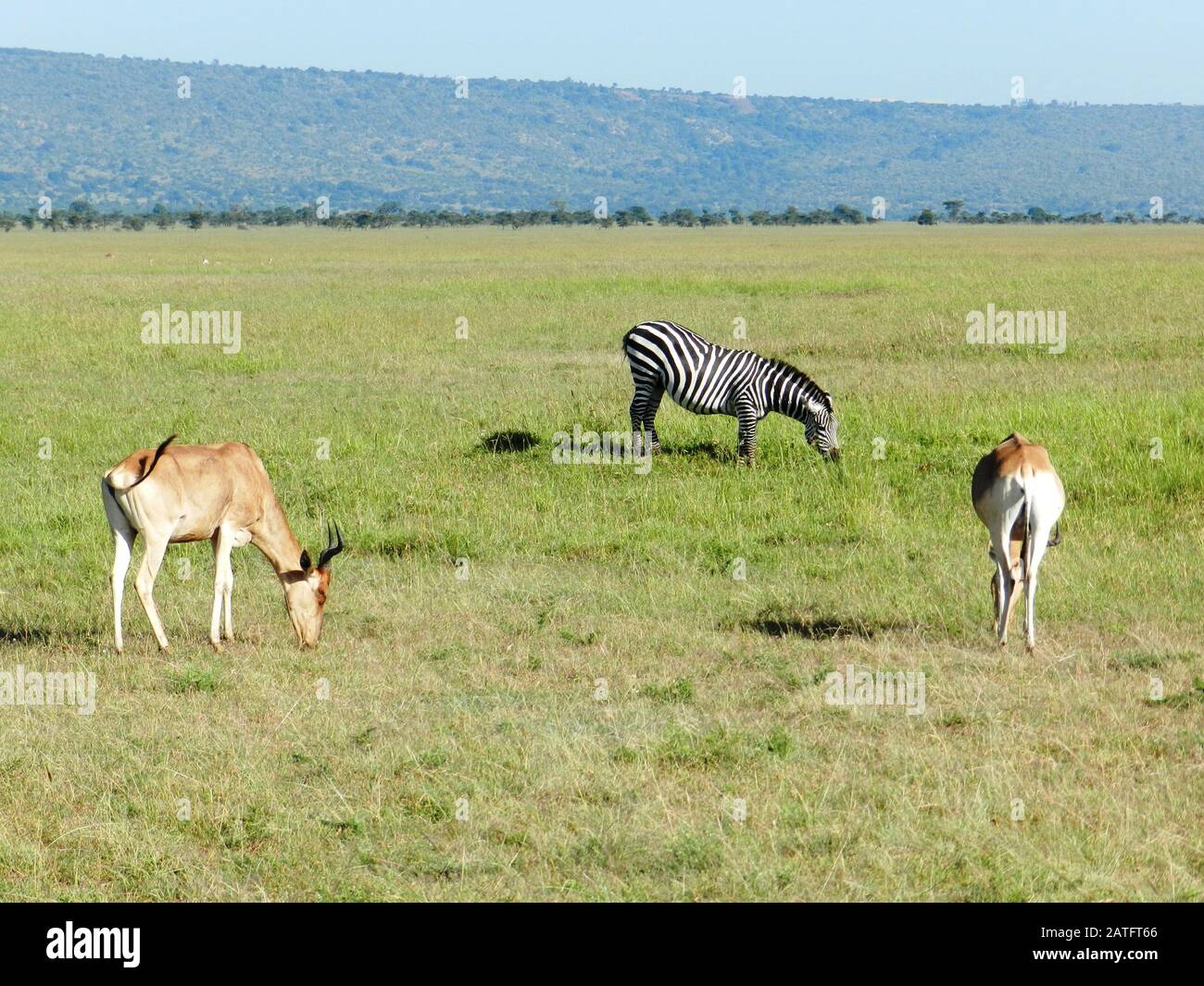 Una zebra e due antilopi pascolare nella savana africana, in Kenya Foto Stock