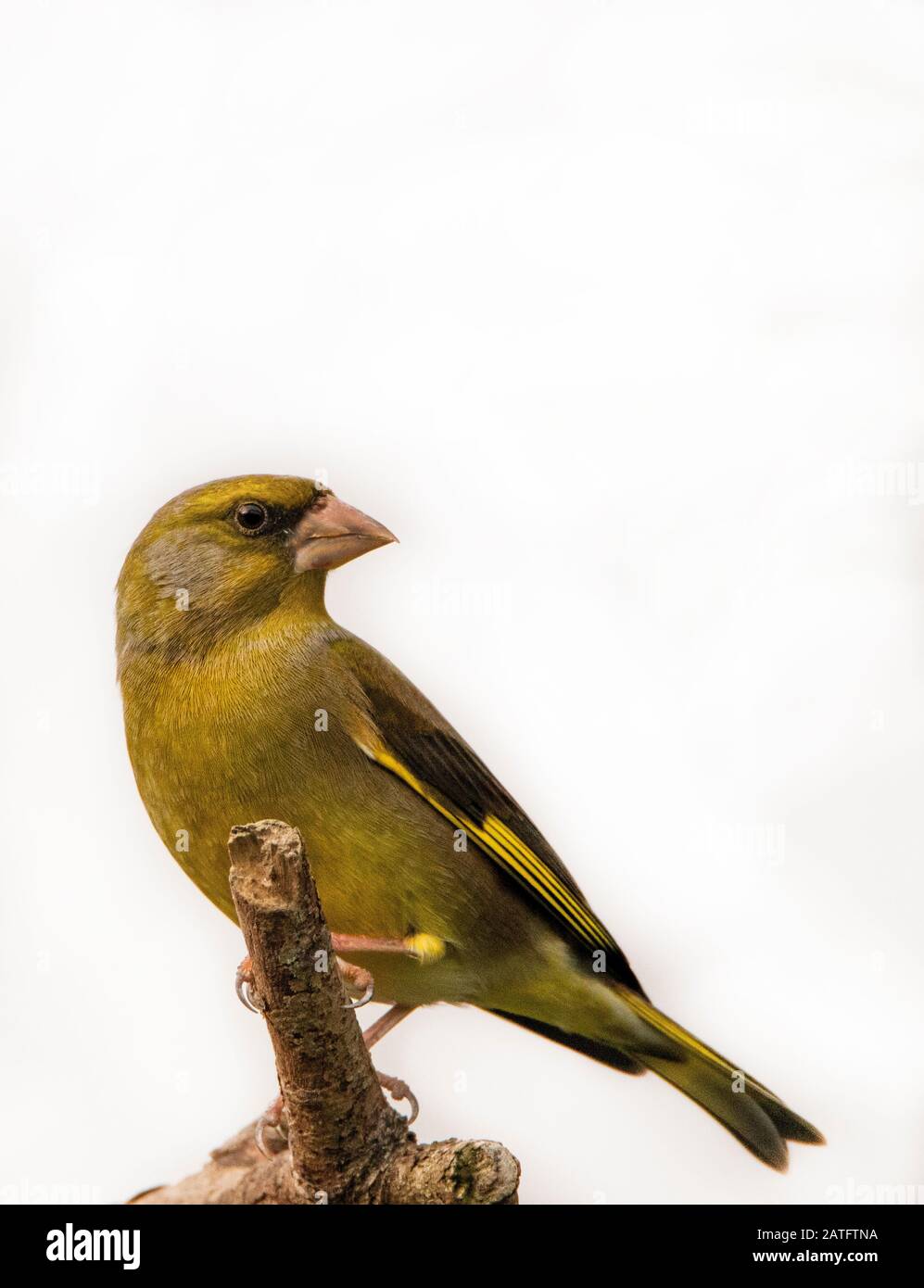 Greenfinch, Chloris Chloris appollaiato su una diramazione nel foschia invernale nel gennaio 2020 Foto Stock