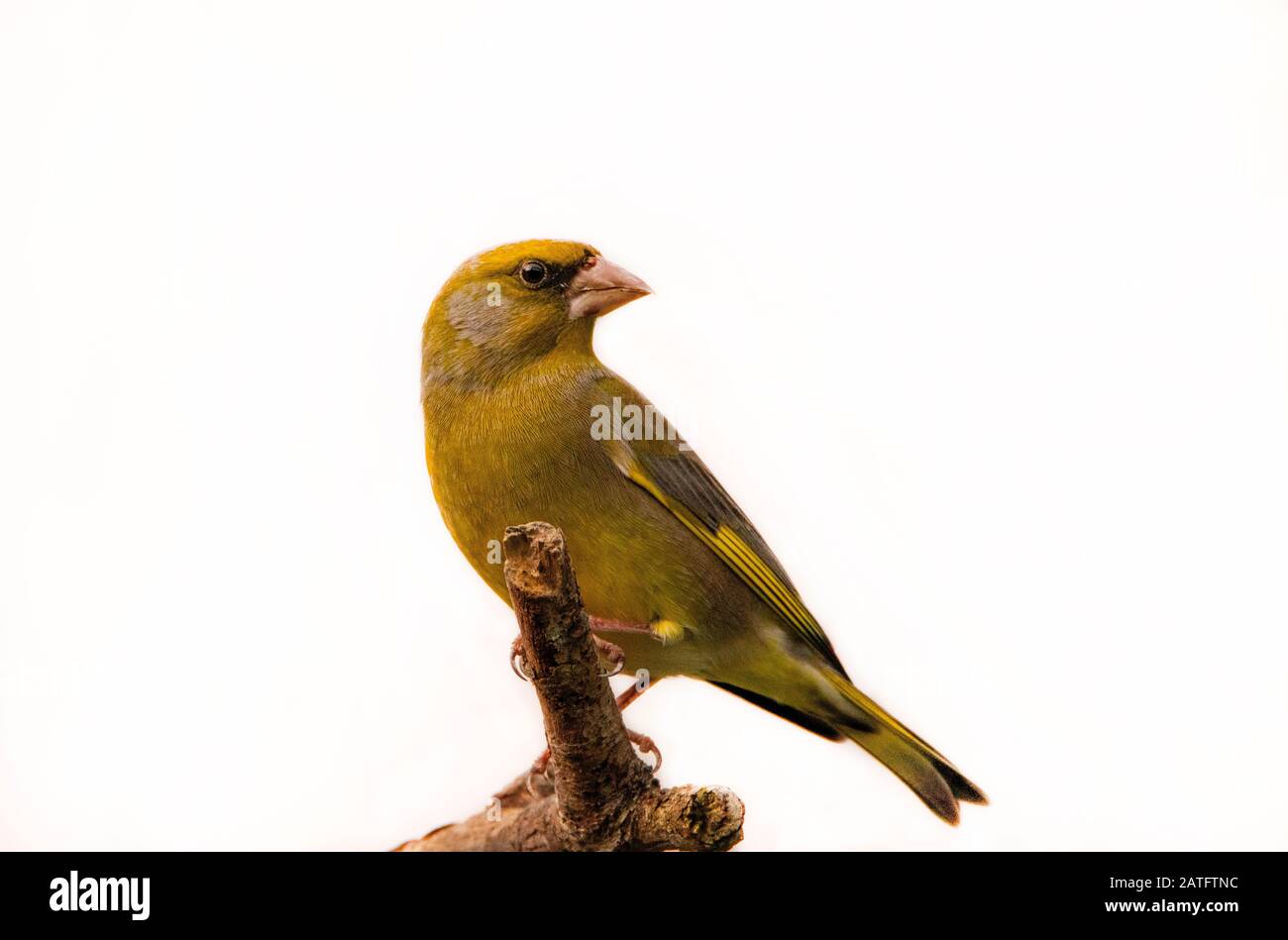 Greenfinch, Chloris Chloris appollaiato su una diramazione nel foschia invernale nel gennaio 2020 Foto Stock