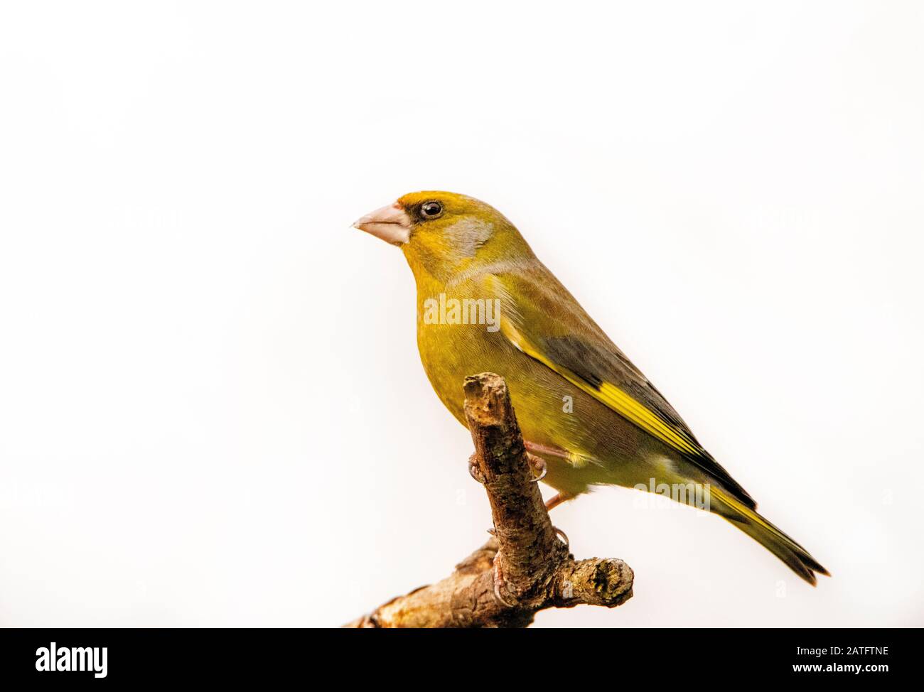Greenfinch, Chloris Chloris appollaiato su una diramazione nel foschia invernale nel gennaio 2020 Foto Stock