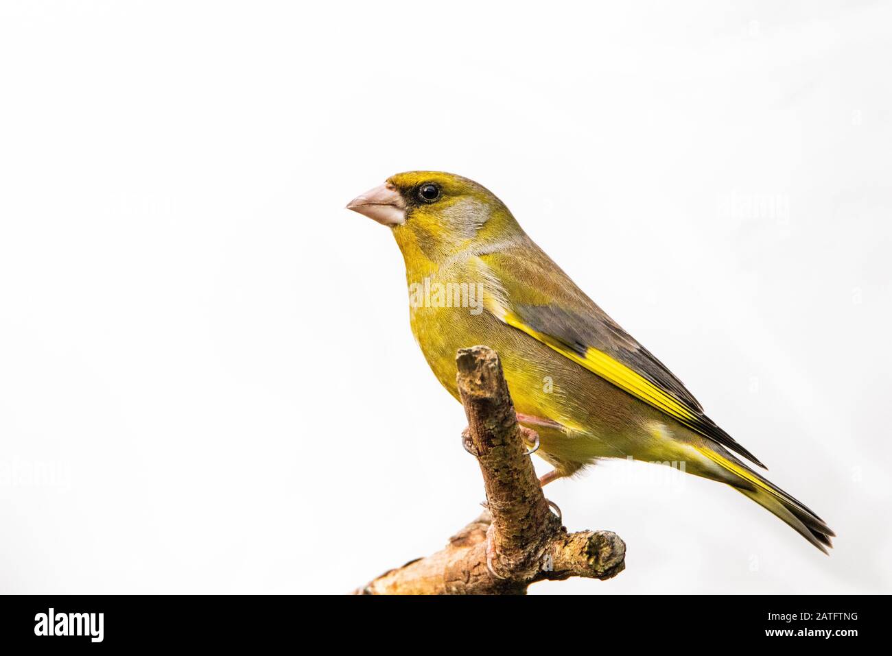 Greenfinch, Chloris Chloris, Finch, arroccato su una filiale in un giardino britannico, inverno 2020 Foto Stock