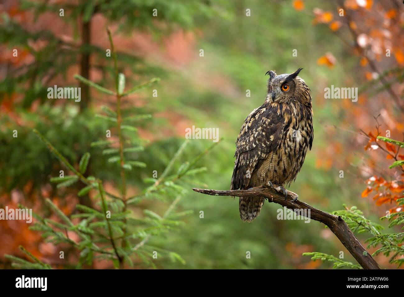 L'aquila-gufo eurasiatico (Bubo bubo) è una specie di aquila-gufo che risiede in gran parte dell'Eurasia. Si chiama anche il gufo europeo e in Europa Foto Stock