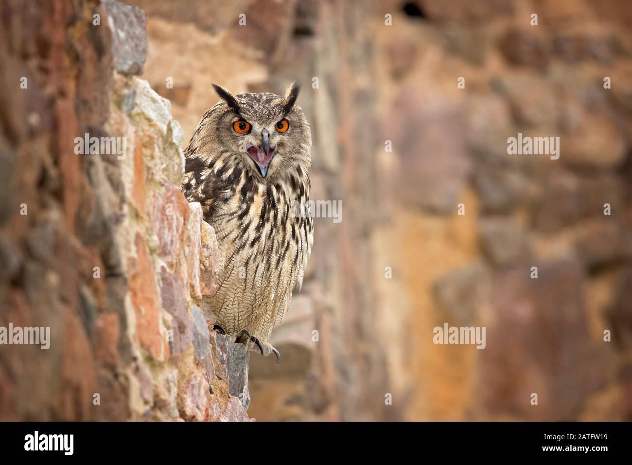 L'aquila-gufo eurasiatico (Bubo bubo) è una specie di aquila-gufo che risiede in gran parte dell'Eurasia. Si chiama anche il gufo europeo e in Europa Foto Stock