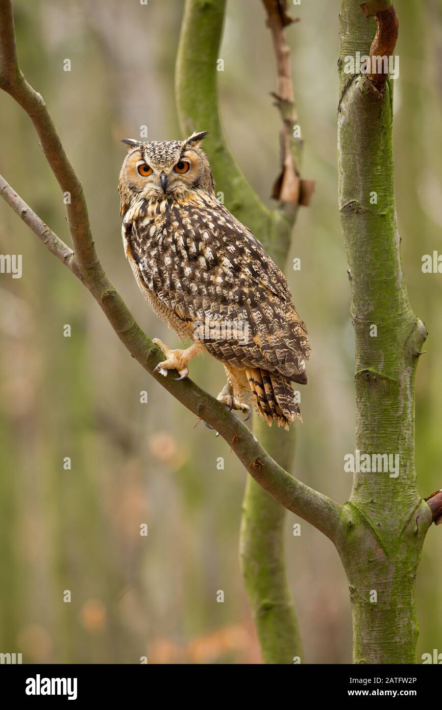 Il gufo-aquila indiano, anche chiamato il gufo-aquila di roccia o l'aquila-gufo di Bengala (Bubo bengalensis), è una specie di grande gufo cornuto limitato all'India Foto Stock