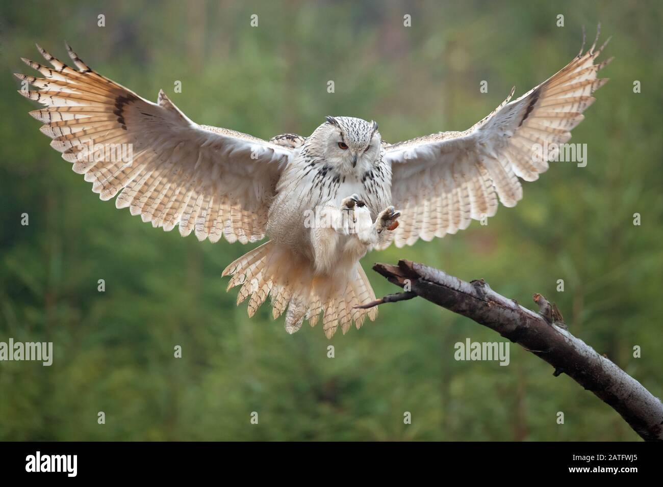 Il gufo siberiano è il più grande gufo del mondo Foto Stock