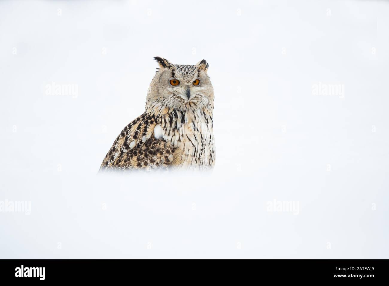 Il gufo siberiano è il più grande gufo del mondo Foto Stock