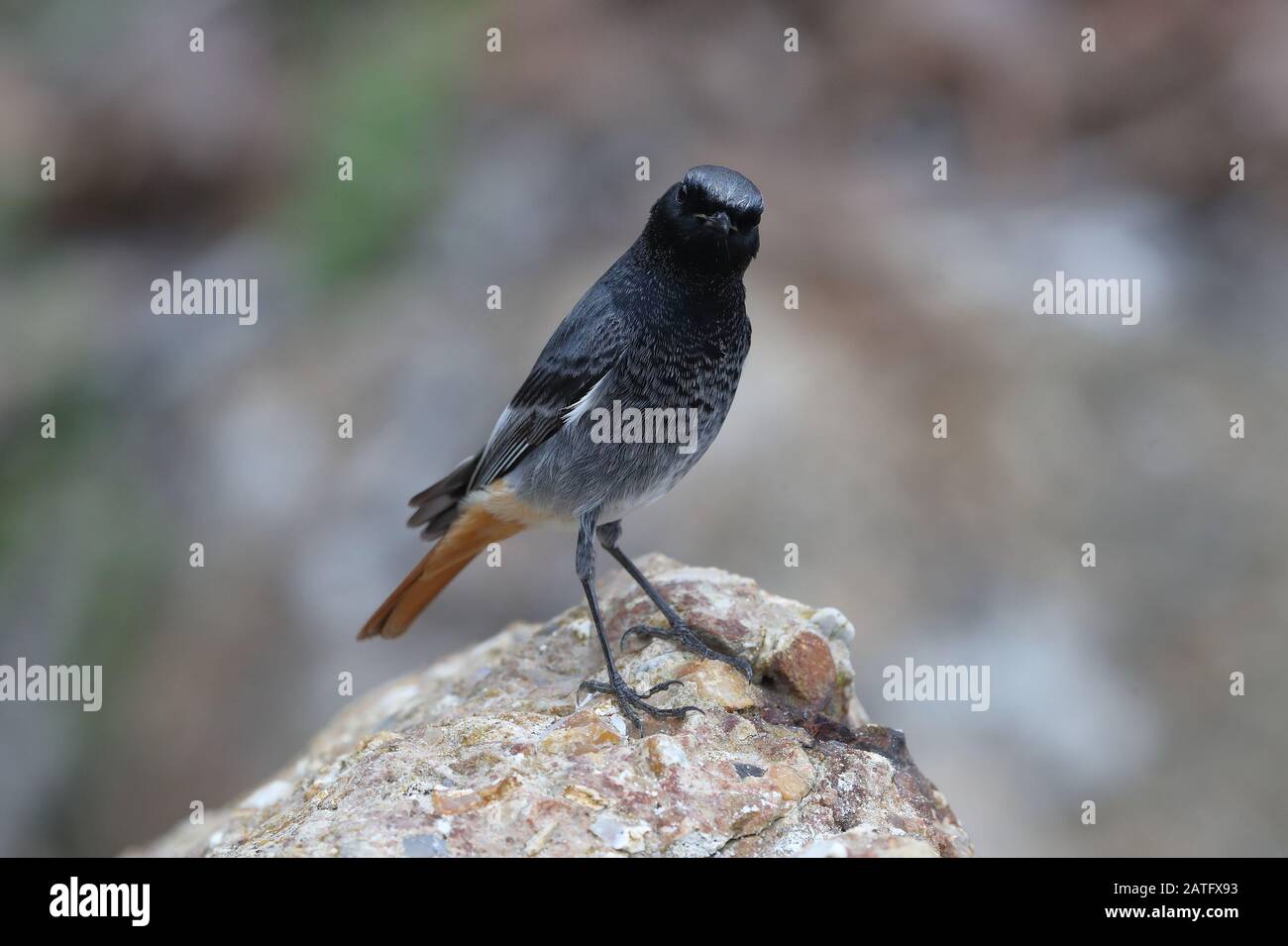 Maschio Black Redstart Overwintering Su Seaton Hole Beach. Foto Stock
