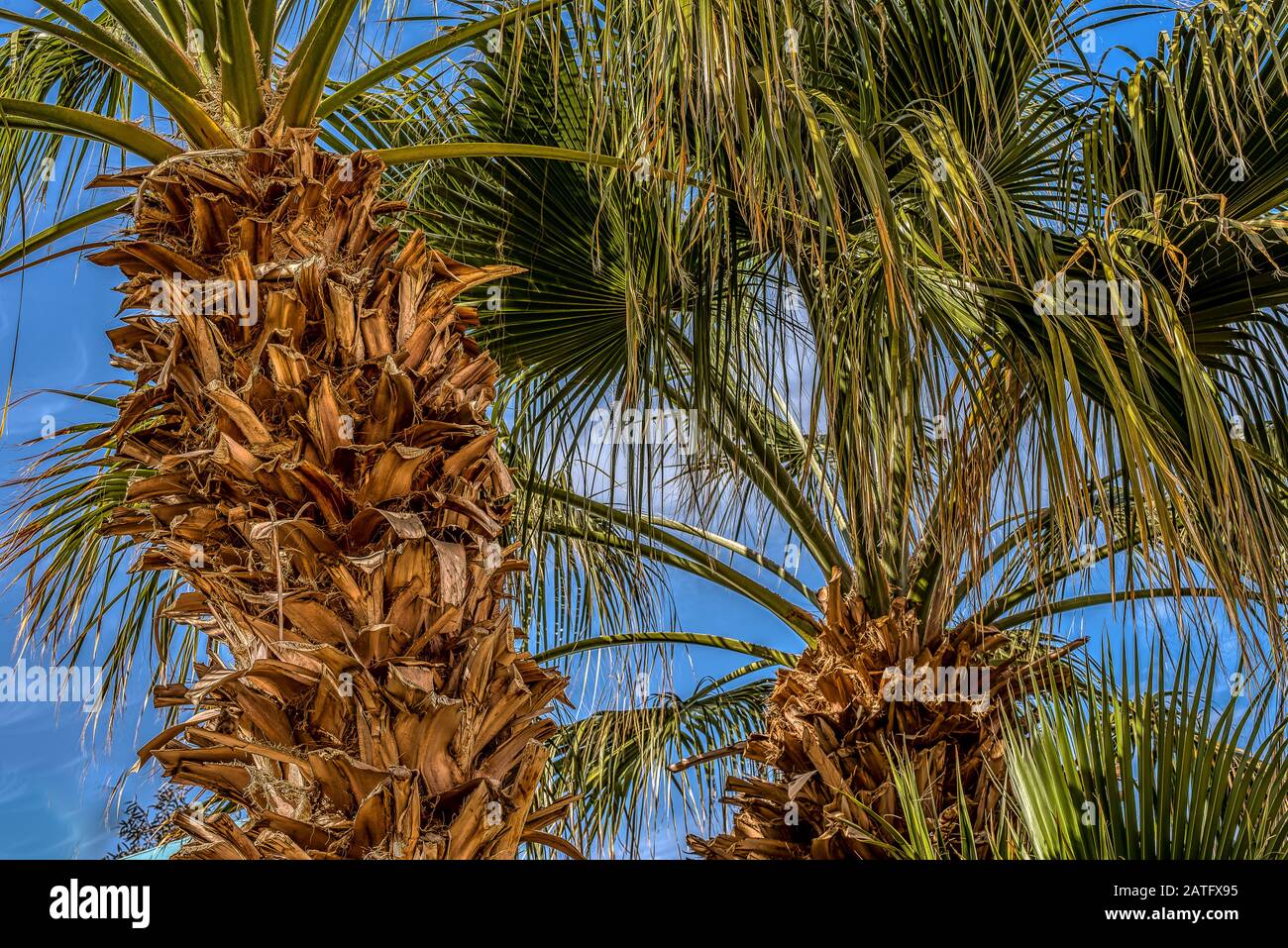 Un giardino tropicale con foglie di palma contro un cielo blu come sfondo, Egitto, 15 gennaio 2020 Foto Stock