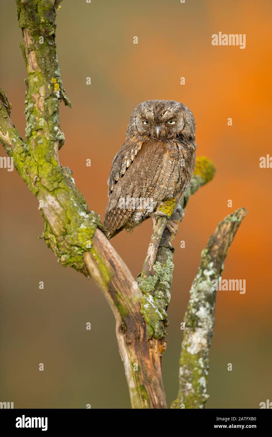 Gli scope eurasiatici gufo (Otus scops), conosciuti anche come gli scope europei gufo o solo scope gufo, sono un piccolo gufo Foto Stock