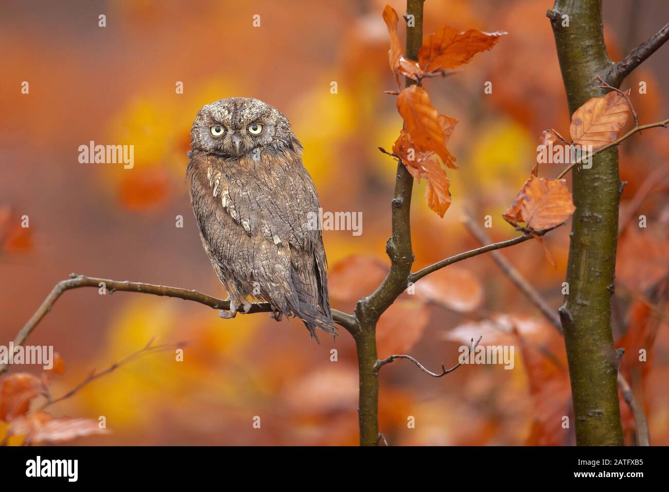 Gli scope eurasiatici gufo (Otus scops), conosciuti anche come gli scope europei gufo o solo scope gufo, sono un piccolo gufo Foto Stock