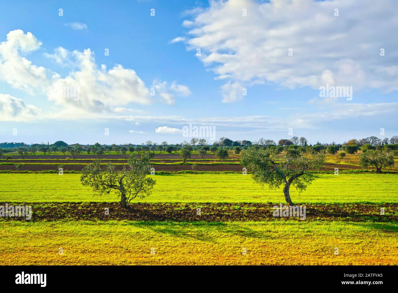 Due ulivi e panorama della campagna in Toscana. Cecina, Livorno, Italia Europa. Foto Stock