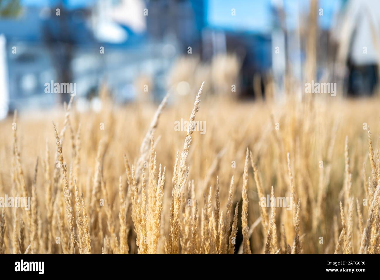 Qualche erba a Vienna, in Austria Foto Stock