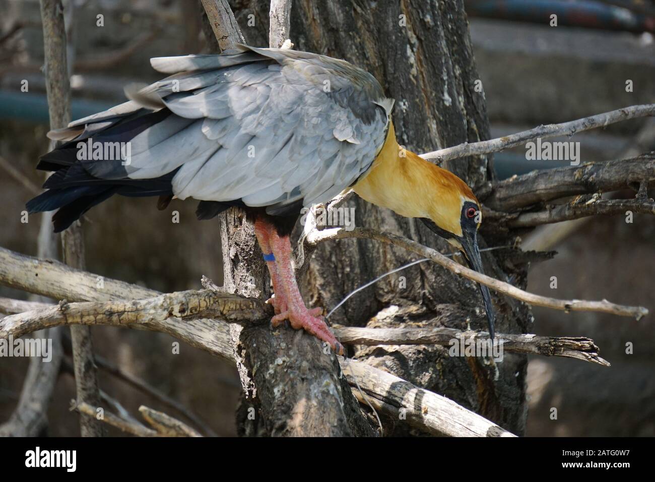 L'uccello theristichus caudatus si trova in molti paesi del sud america particolarmente in Cile Foto Stock