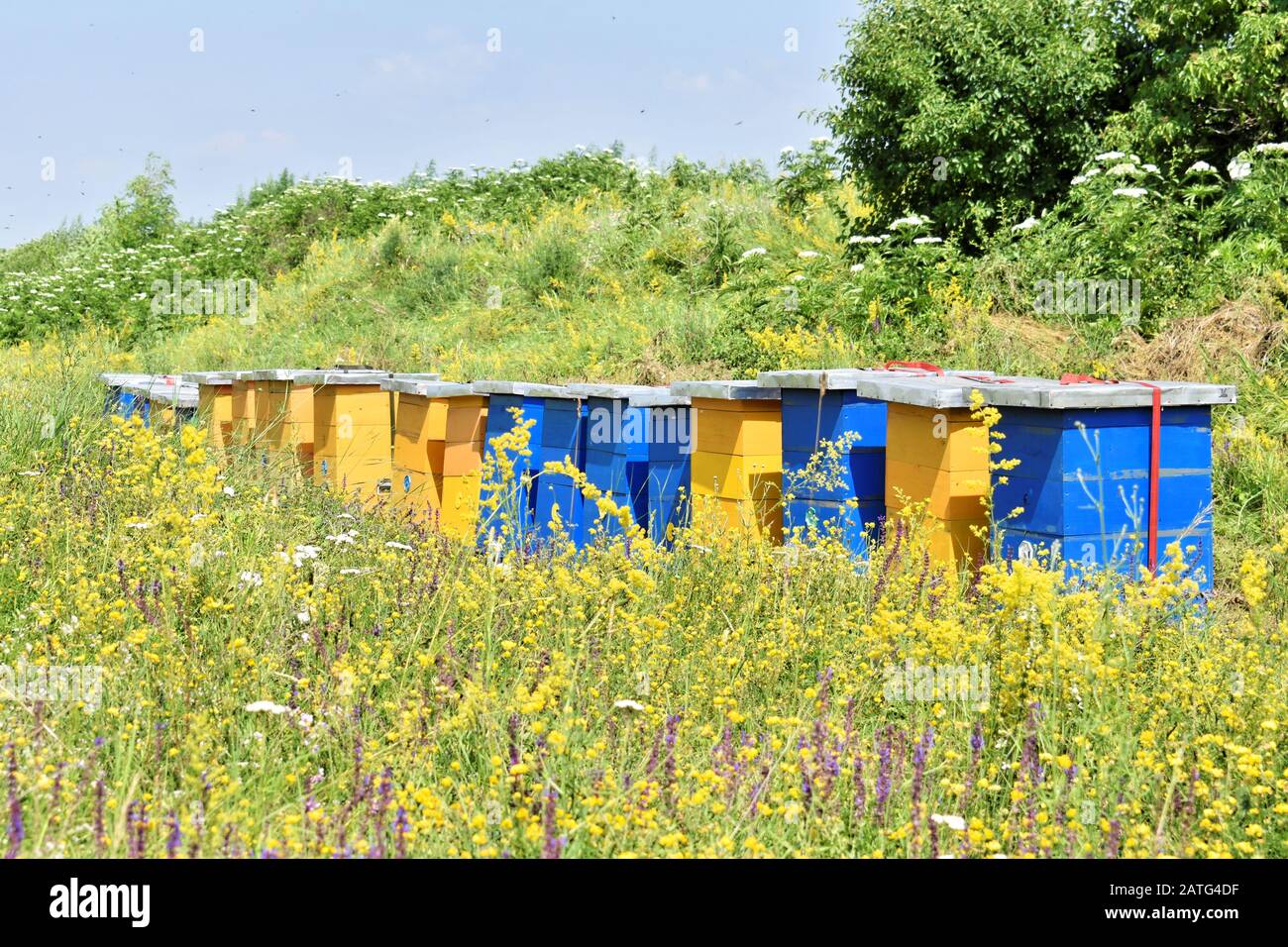 Fattoria di miele prato nel campo dei fiori selvatici Foto Stock