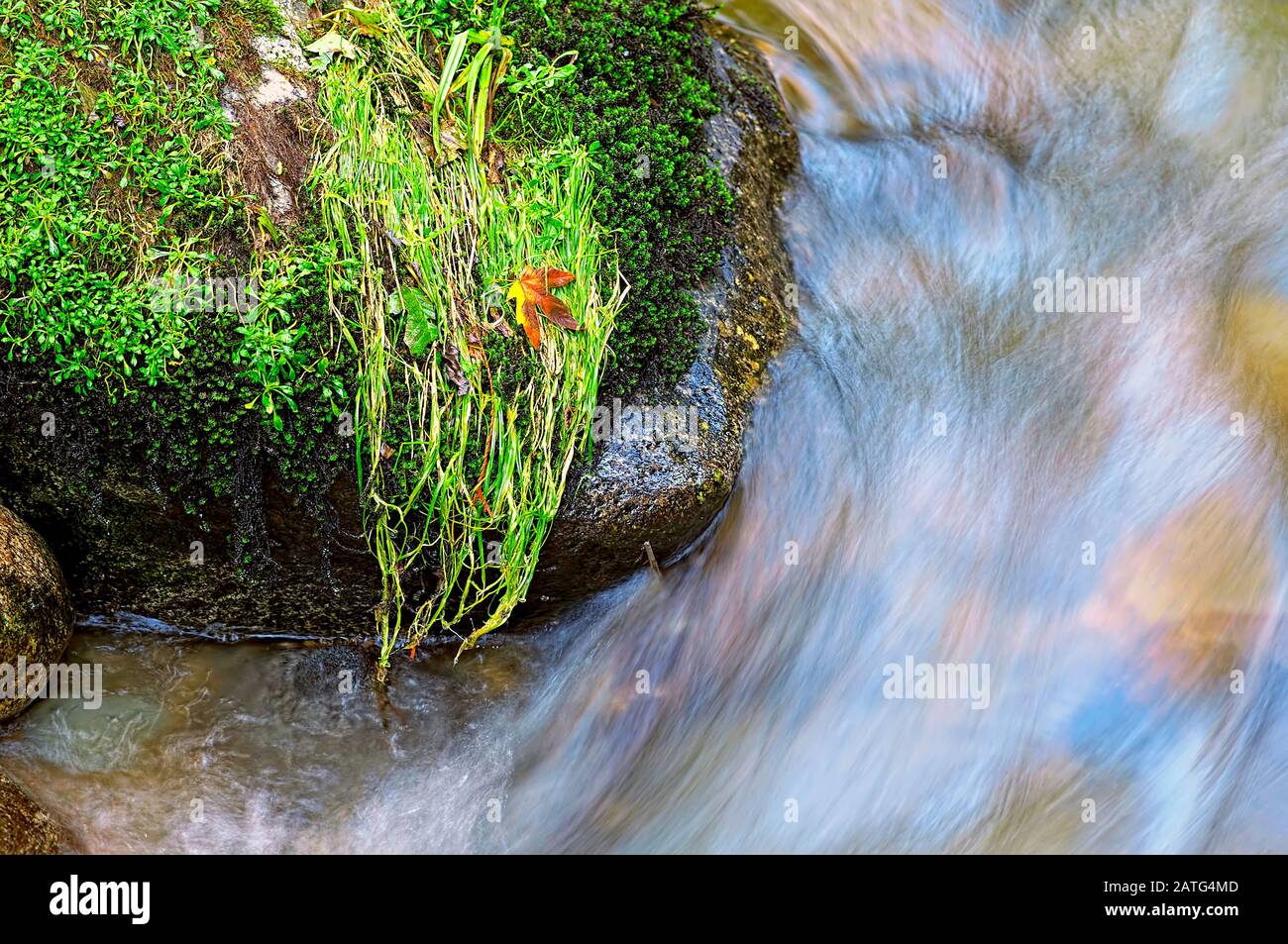 Safe Landing è una fotografia di una foglia di acero atterrato in modo sicuro su un groppa di erba bagnata su un masso a Kanaka Creek, Maple Ridge, British Columbia, Canada. Foto Stock
