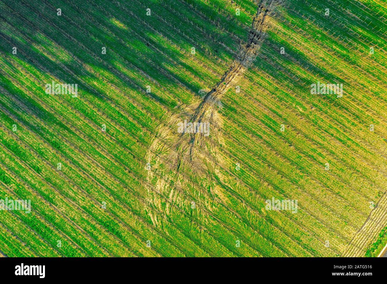 Campo verde con macchie gialle e una via d'acqua secca sul cortile del monastero di Poblet in Spagna Foto Stock
