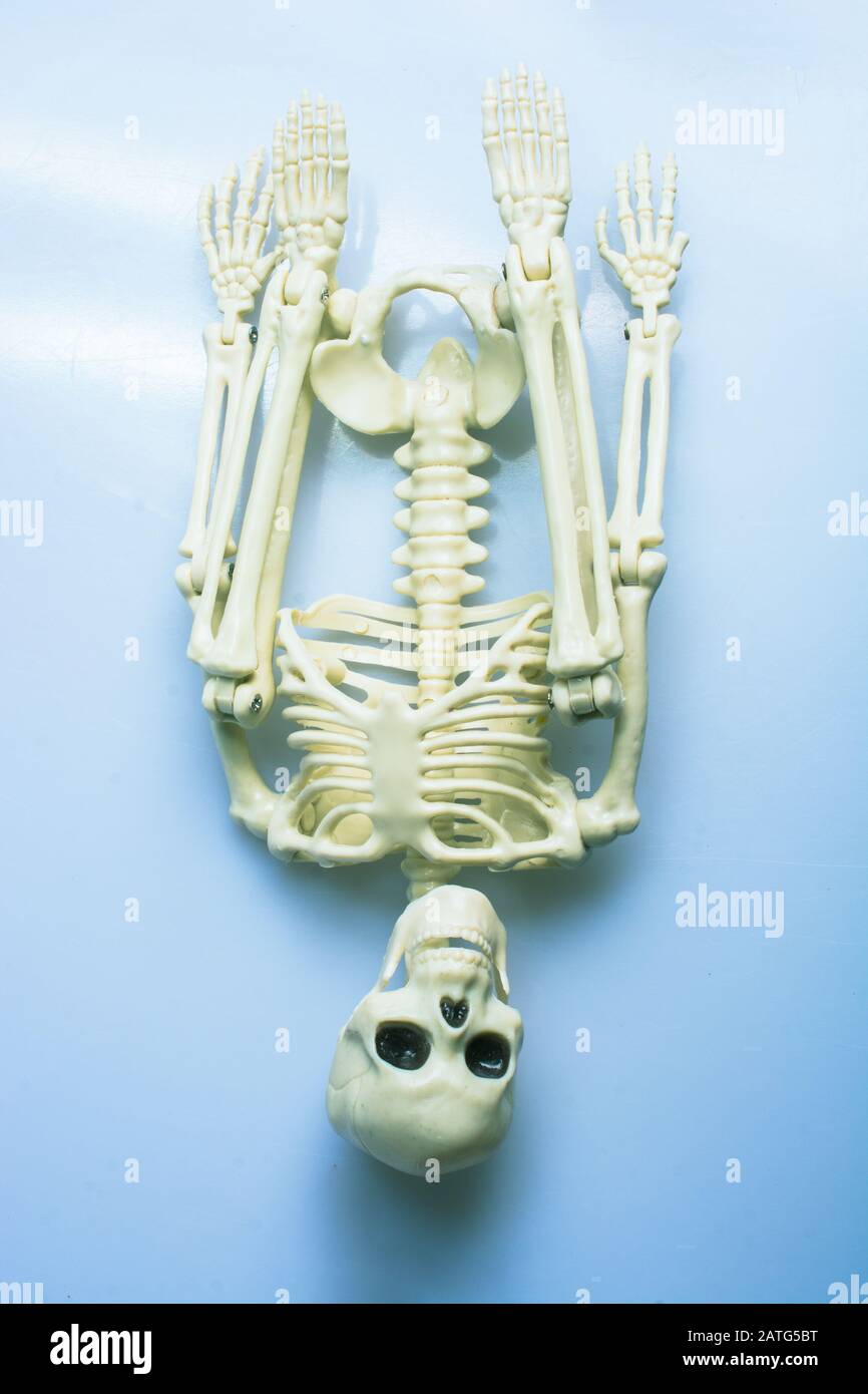 Modello di artificiale dello scheletro umano su sfondo grigio Foto Stock