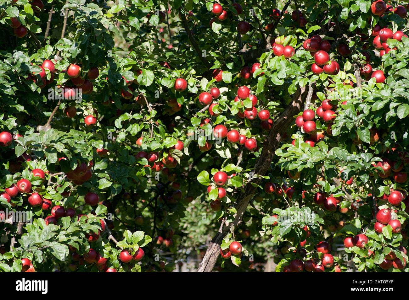 appletree con molte mele rosse mature fresche Foto Stock