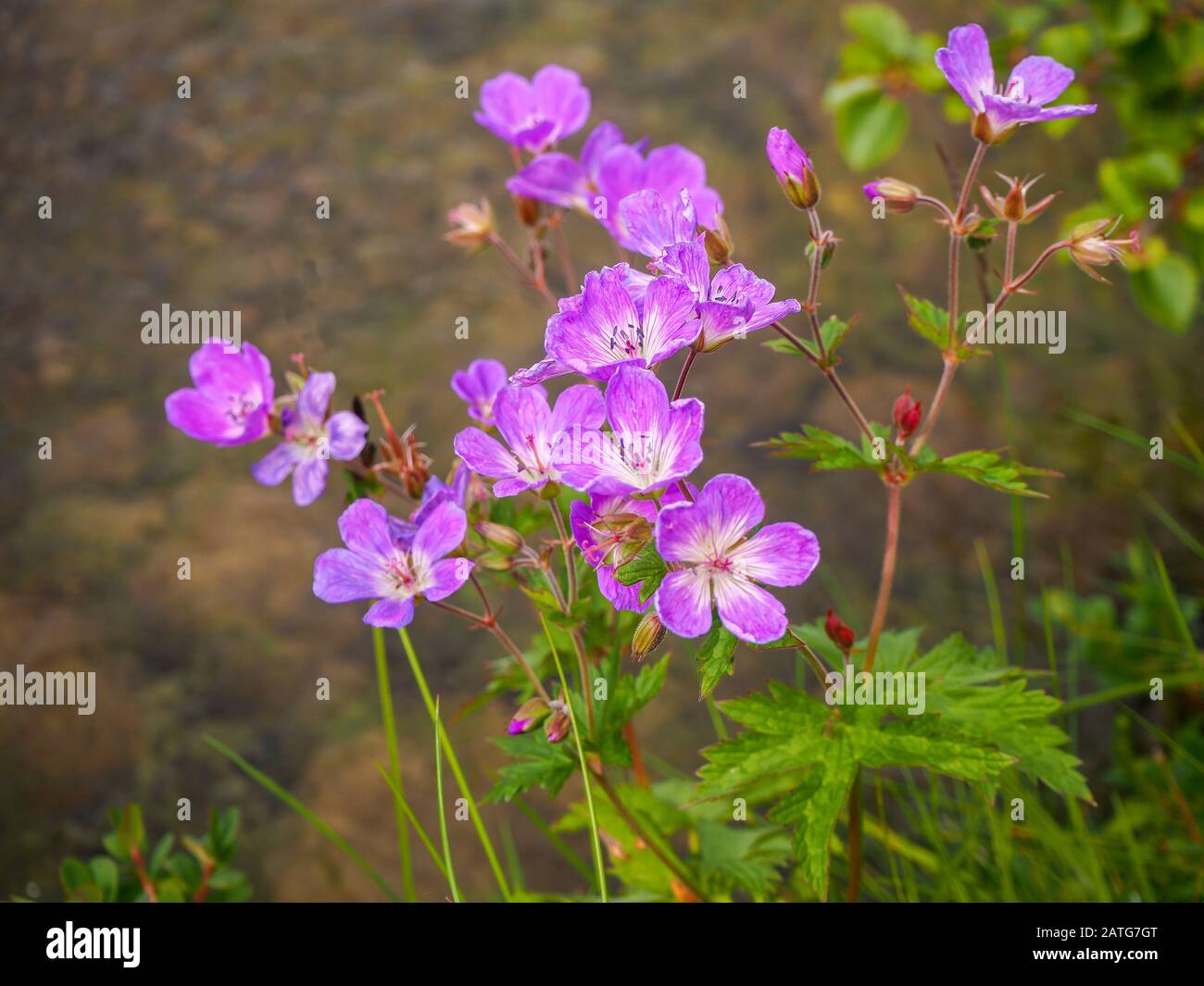 Geranio selvaggio del ranesbill del bosco, Geranium silvaticum, con i fiori rosa graziosi Foto Stock