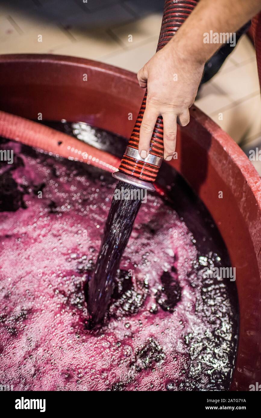 Pigéage, processo di vinificazione francese o metodo di punzonatura in cantina italiana Foto Stock