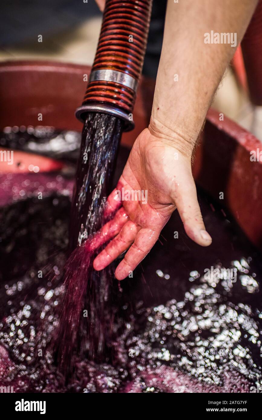Pigéage, processo di vinificazione francese o metodo di punzonatura in cantina italiana Foto Stock