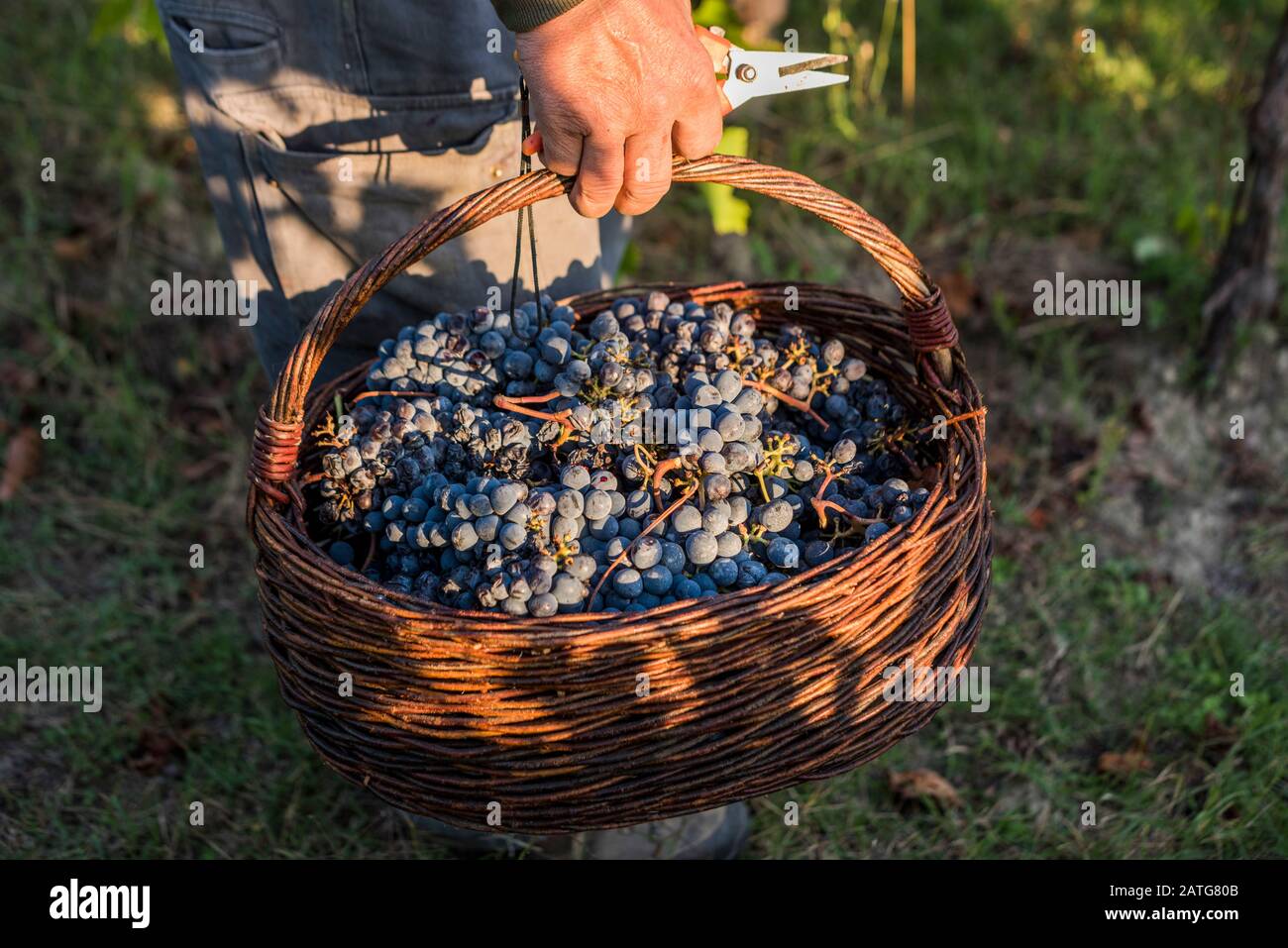 Man paniere di uve Sangiovese raccolte Foto Stock