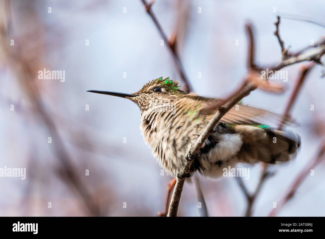 Anna Hummingbird arroccato su un ramo; sfondo sfocato, San Francisco Bay area, California Foto Stock